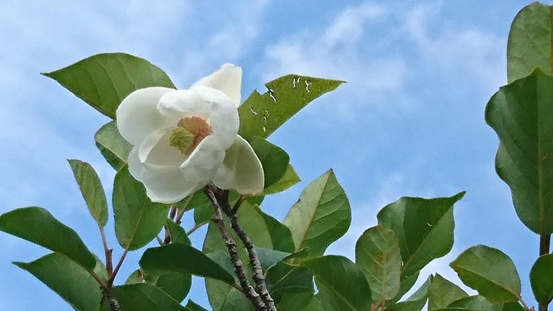 **霧島連山**オオヤマレンゲ