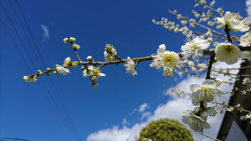 鹿児島県出水の　”白梅”　２０２０　1月27日