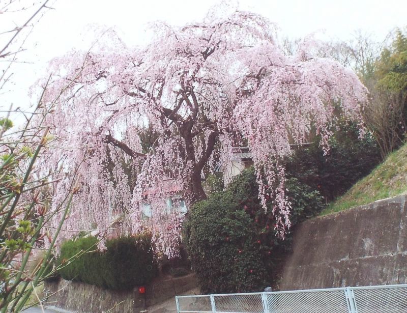 画像: ＊＊福島県三春町の一番桜満開！＊＊今朝三桜＊＊